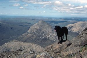 Led Zeppelin's Black Dog